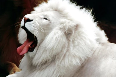 White lion wallpaper desktop.jpg