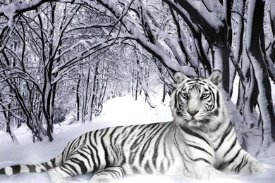 Lions Wallpapers   Wild Lion Animal Wallpapers Gallery