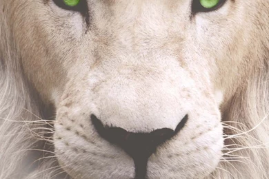 The Origin Of The White Lion