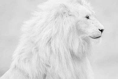 Wonderful White Lion Animal Wallpapers   ANIMALS   ANIMALS
