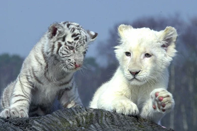 White Lion Wallpapers Desktop