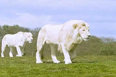 Best Hd Wallpapers For Ipad: White Lion Desktop Wallpapers 2012 ...