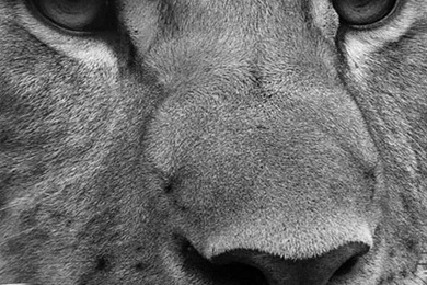 Black+and+White+Lion+Wallpaper+for+iPhone+4.jpg