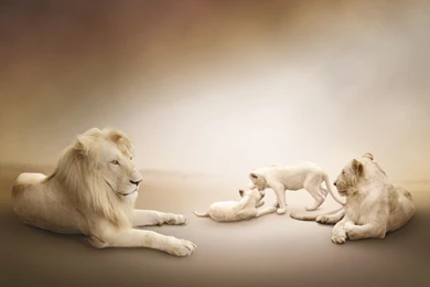 White Lion Family Seating Animal HD Pics