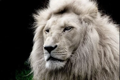 704x615px White Lion 322.87 KB
