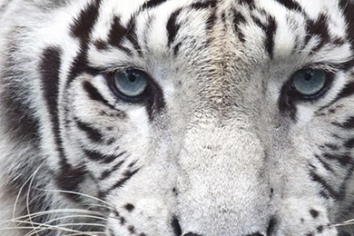 White Lion Wallpapers   123mobileWallpapers.com