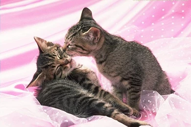 Cute Kittens Images   Desktop Backgrounds