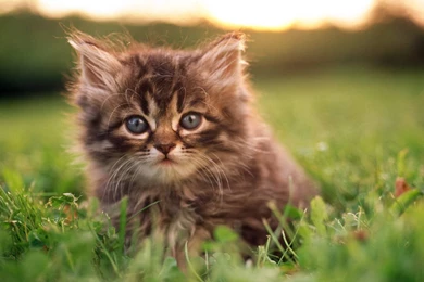 Cute Baby Kittens 8497 Hd Wallpapers   PowerballForLife
