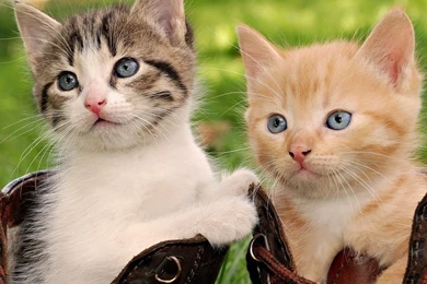 Kittens Garden Animal Grass Cat Feline Kitten Pet Sweet Nastol Ua ...