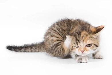 White Cats Animals Kittens Wallpapers   (