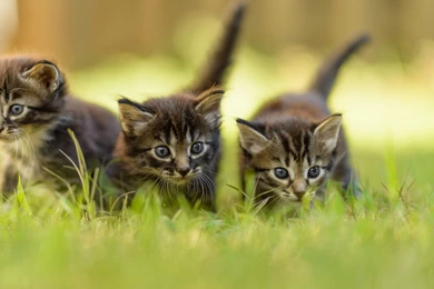 Download Wallpapers 3840x2400 Kittens, Grass, Three, Walking, Cat ...