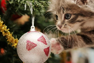 Gallery For   Christmas Kitten Backgrounds
