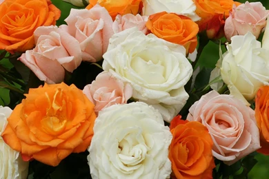 Pink white.orange roses dsc03423 dwp.jpg