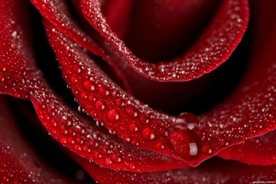 Roses Wallpapers — Free Full HD Wallpaper. Widescreen HQ Desktop ...