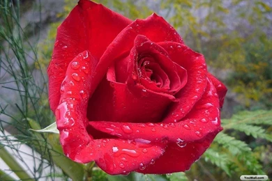 Red Roses Wallpapers   Wallpapers HD Fine