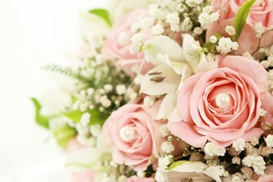 YouWall   Wonderful Pink Roses Wallpapers   Wallpaper,wallpapers ...