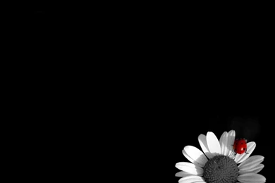 Desktop Wallpapers · Gallery · HD Notebook · Daisy And Ladybug ...