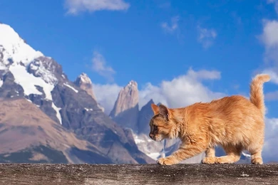 1920x1080 Maine Coon Cat Nature Wallpapers