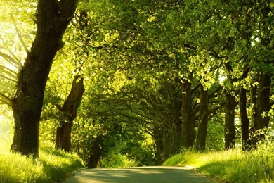 Green Nature Wallpapers 138570