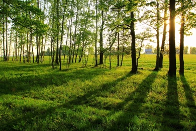 Nature Wallpapers Hd 1575575