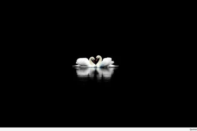 White Swan Black Mac Wallpapers HD 1080p Purity 8891034.jpeg