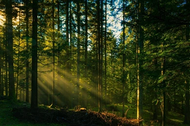 Download Wallpapers Sun Rays In The Forest (1920 X 1080 HDTV 1080p ...