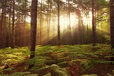 Forest Dawn Hd Wallpapers 2560X1600 Backgrounds Image 1920X1080 ...