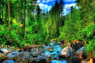Splendid Summer Forest Creek Wallpapers