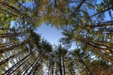 Peoples State Forest 7 12 2012 Wallpapers