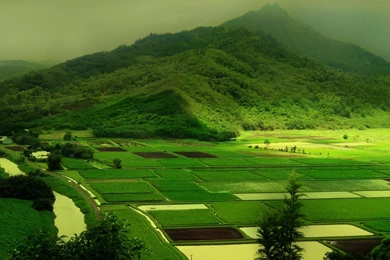 Green Forest Parks Wallpapers 1920x1080 1080P WideScreen