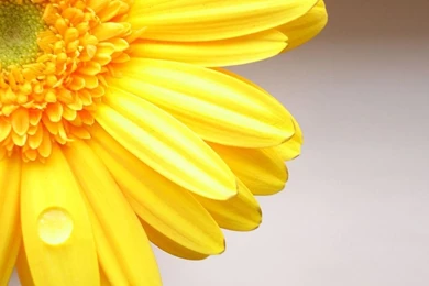 Yellow Flowers Wallpapers HD Pictures