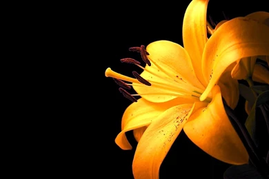 Beautify Your Computer With Desktop Backgrounds Flowers: Beautiful ...