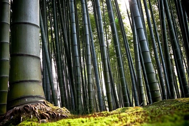 Bamboo Forest   1379385