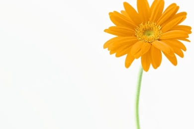 Desktop Wallpapers » Flowers Backgrounds » Yellow Gerbera Daisy ...