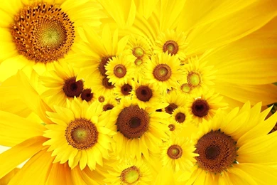 Yellow Sunflower Top Desktop Wallpapers 22205