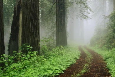 Download Wallpapers Fog In Redwood Forest, California (1920 X 1080 ...