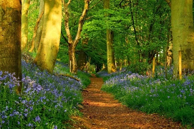 HD Forest Wallpapers