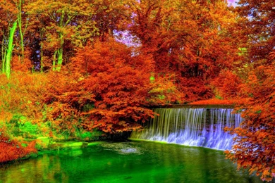 Beautiful Copper Autumn In The Forest Wallpapers