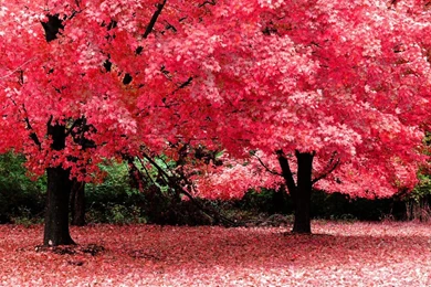 Sakura Flower Wallpapers