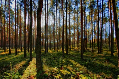 Download Wallpapers 1920x1080 Tree, Light, Shadow, Forest Full HD ...