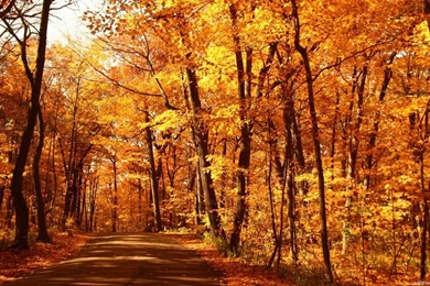 Fall Wallpapers 1366x768