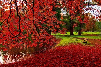 1366x768 Park Autumn Wallpapers