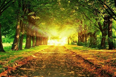 1366x768 Autumn Park Wallpapers