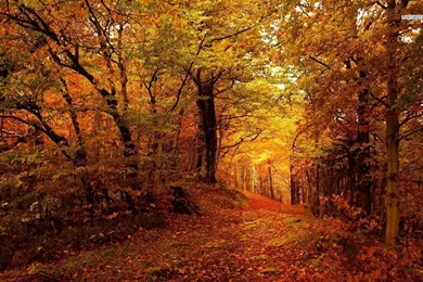 Forest Path In The Golden Autumn Wallpapers