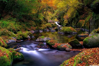 Forest Creek, Autumn HD Desktop Wallpapers : High Definition ...