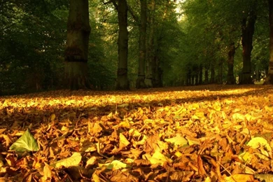 Wallpapers catalogue.com   Autumn   Carpet Of Leaves In 1366x768 ...