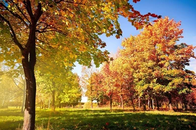 Autumn Trees And Leaves Wallpapers