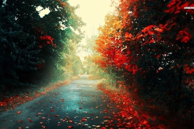 Autumn Road Wallpapers