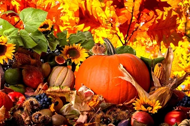 Autumn Harvest Wallpapers (