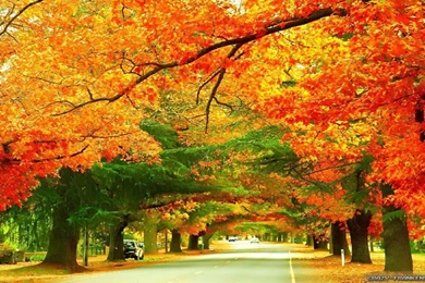 Autumn In Australia Wallpapers   Seasonal   Crazy Frankenstein
